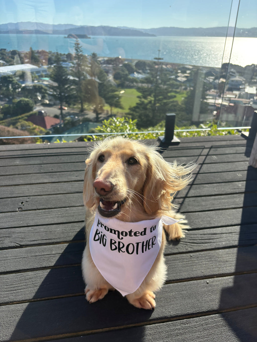 Dog Bandana