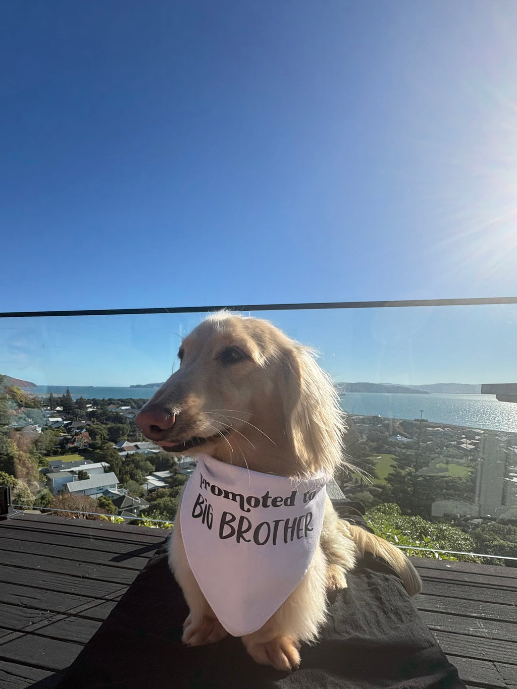 Dog Bandana